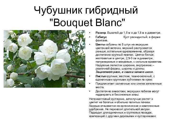 Чубушник гибридный "Bouquet Blanc" • • Размер Высотой до 1, 8 м и до