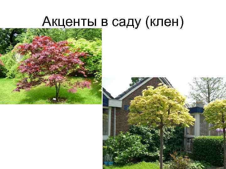 Акценты в саду (клен) 