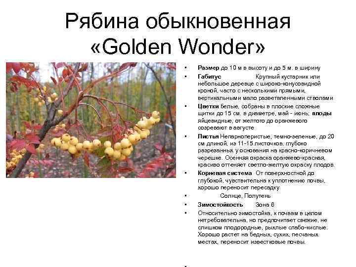 Рябина обыкновенная «Golden Wonder» • • Размер до 10 м в высоту и до