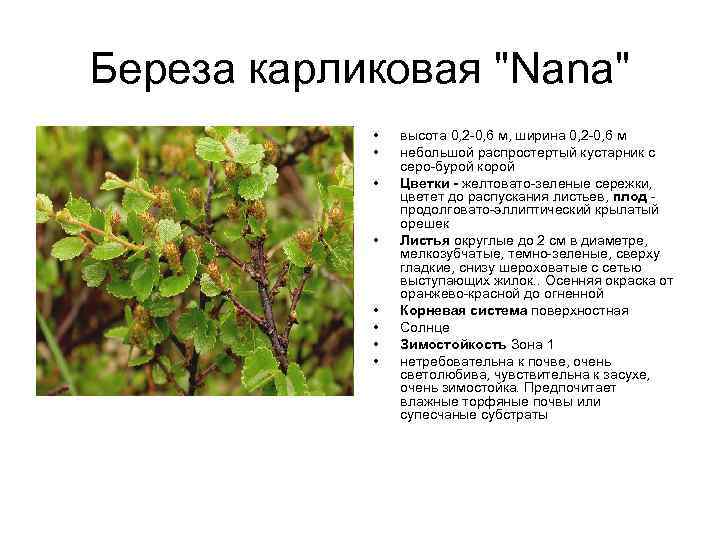Береза карликовая "Nana" • • высота 0, 2 -0, 6 м, ширина 0, 2