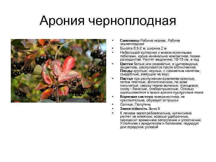 Арония черноплодная • • • Синонимы Рябина черная, Рябина черноплодная Высота 0. 5 -2