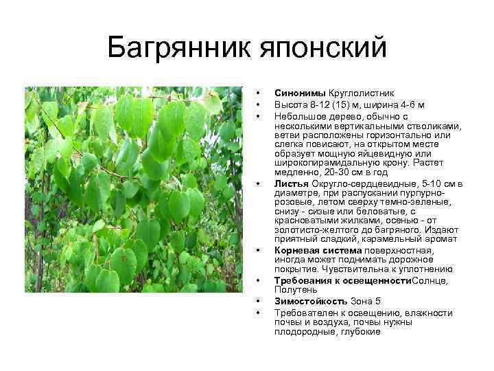 Багрянник японский • • Синонимы Круглолистник Высота 8 -12 (15) м, ширина 4 -6