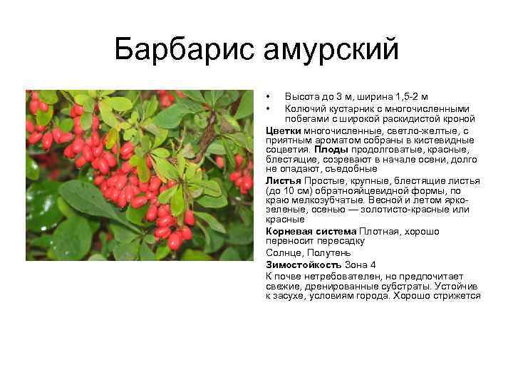 Барбарис амурский • • Высота до 3 м, ширина 1, 5 -2 м Колючий
