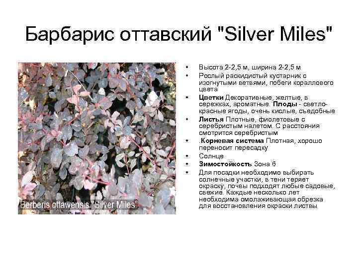 Барбарис оттавский "Silver Miles" • • Высота 2 -2, 5 м, ширина 2 -2,