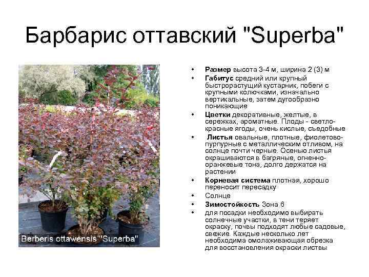 Барбарис оттавский "Superba" • • Размер высота 3 -4 м, ширина 2 (3) м