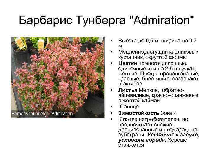 Барбарис Тунберга "Admiration" • • Высота до 0, 5 м, ширина до 0, 7