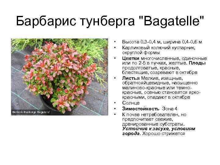 Барбарис тунберга "Bagatelle" • • Высота 0, 3 -0, 4 м, ширина 0, 4