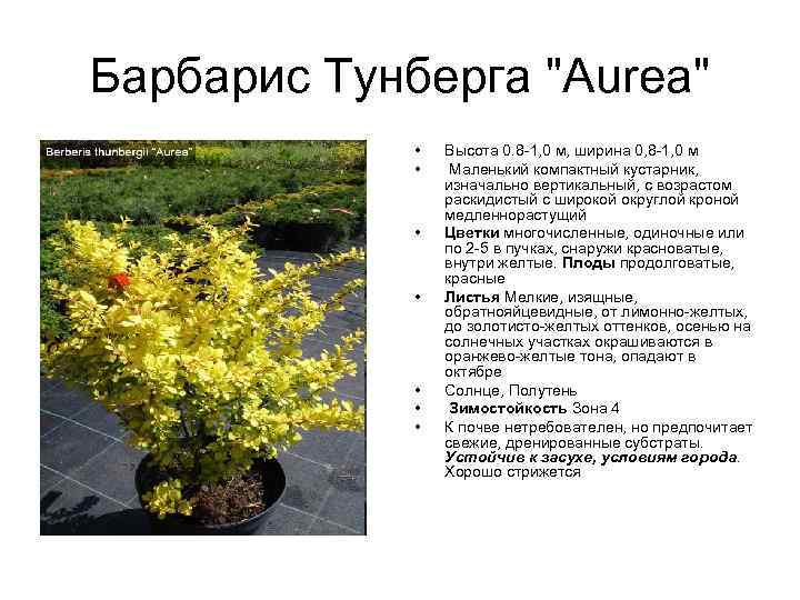 Барбарис Тунберга "Aurea" • • Высота 0. 8 -1, 0 м, ширина 0, 8