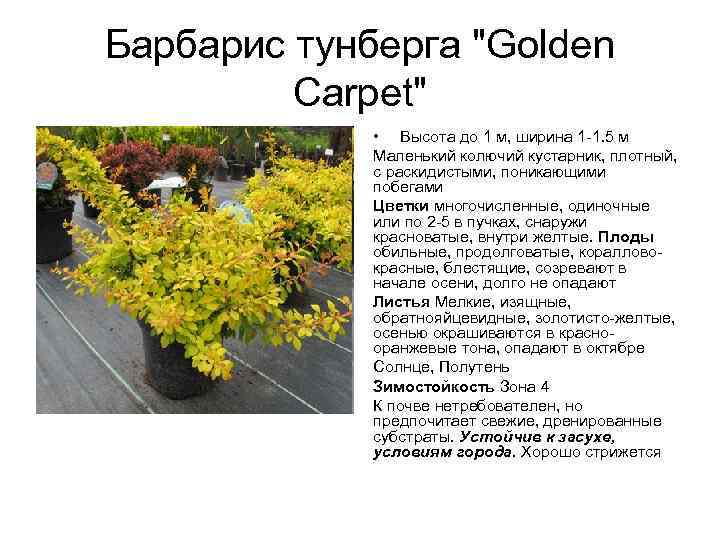 Барбарис тунберга "Golden Carpet" • Высота до 1 м, ширина 1 -1. 5 м