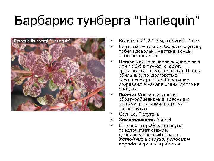 Барбарис тунберга "Harlequin" • • Высота до 1, 2 -1, 5 м, ширина 1