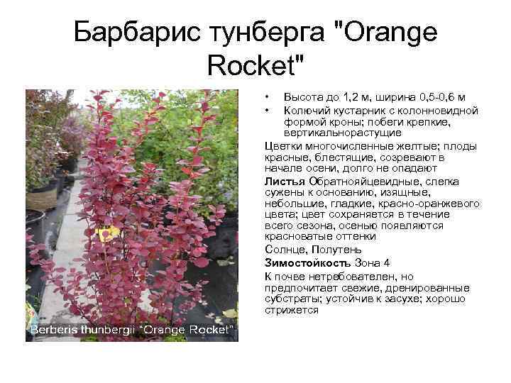 Барбарис тунберга "Orange Rocket" • • Высота до 1, 2 м, ширина 0, 5