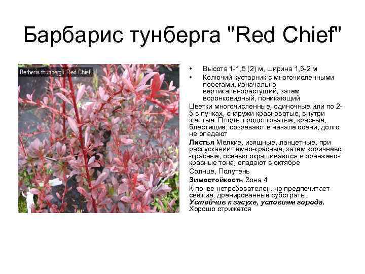 Барбарис тунберга "Red Chief" • • Высота 1 -1, 5 (2) м, ширина 1,