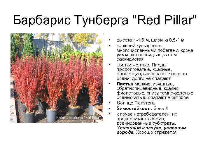 Барбарис Тунберга "Red Pillar" • • высота 1 -1, 5 м, ширина 0, 5