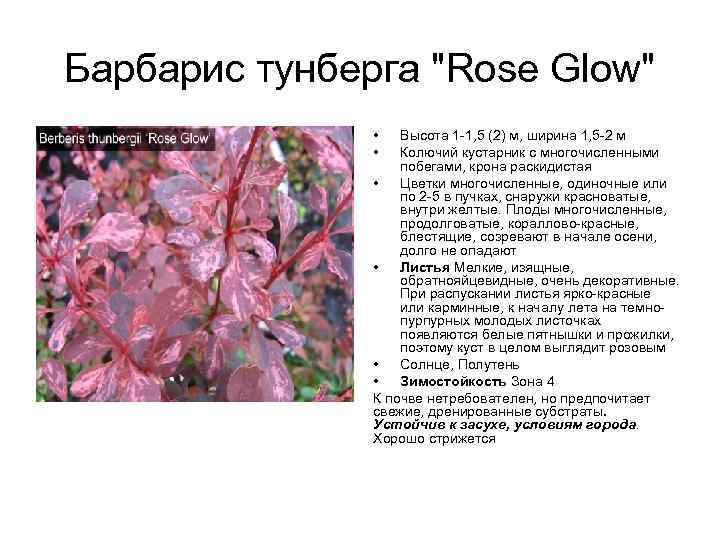 Барбарис тунберга "Rose Glow" • • Высота 1 -1, 5 (2) м, ширина 1,