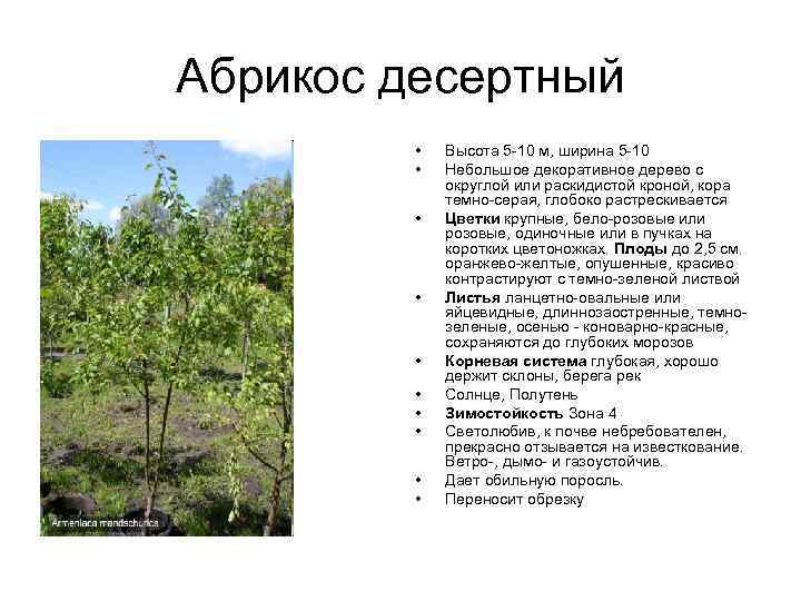 Абрикос десертный • • • Высота 5 -10 м, ширина 5 -10 Небольшое декоративное