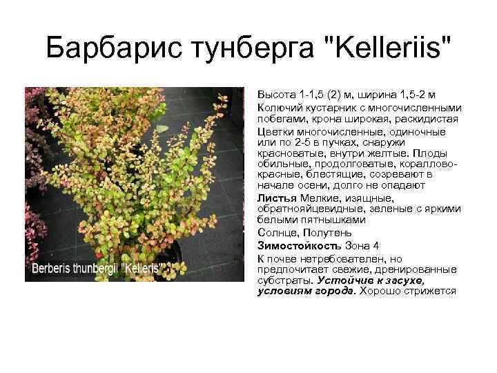 Барбарис тунберга "Kelleriis" Высота 1 -1, 5 (2) м, ширина 1, 5 -2 м