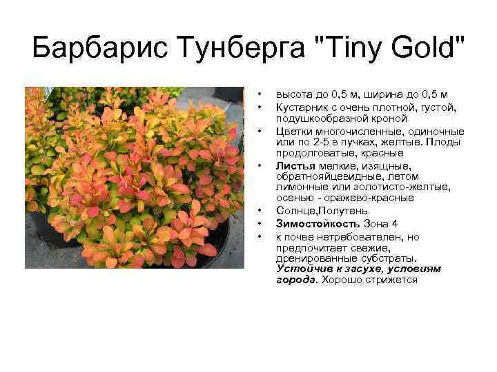 Барбарис Тунберга "Tiny Gold" • • высота до 0, 5 м, ширина до 0,
