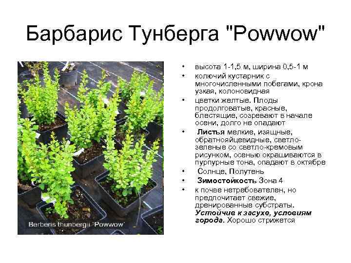 Барбарис Тунберга "Powwow" • • высота 1 -1, 5 м, ширина 0, 5 -1