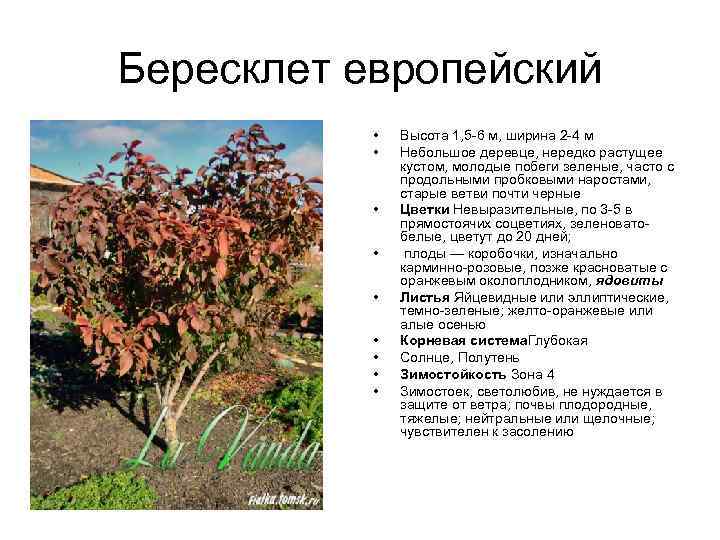 Бересклет европейский • • • Высота 1, 5 -6 м, ширина 2 -4 м