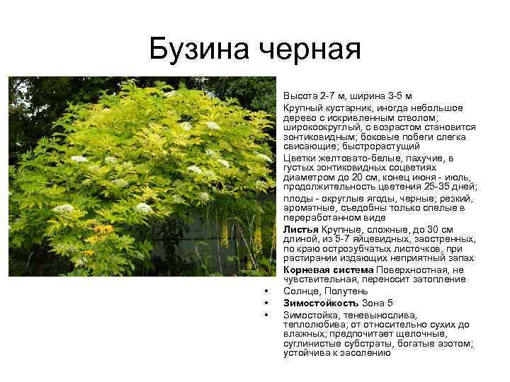 Бузина черная • • • Высота 2 -7 м, ширина 3 -5 м Крупный