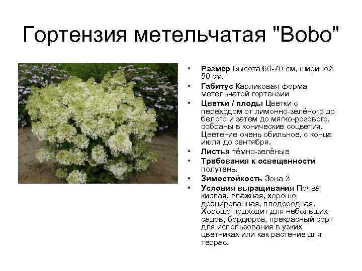 Гортензия метельчатая "Bobo" • • Размер Высота 60 -70 см, шириной 50 см. Габитус