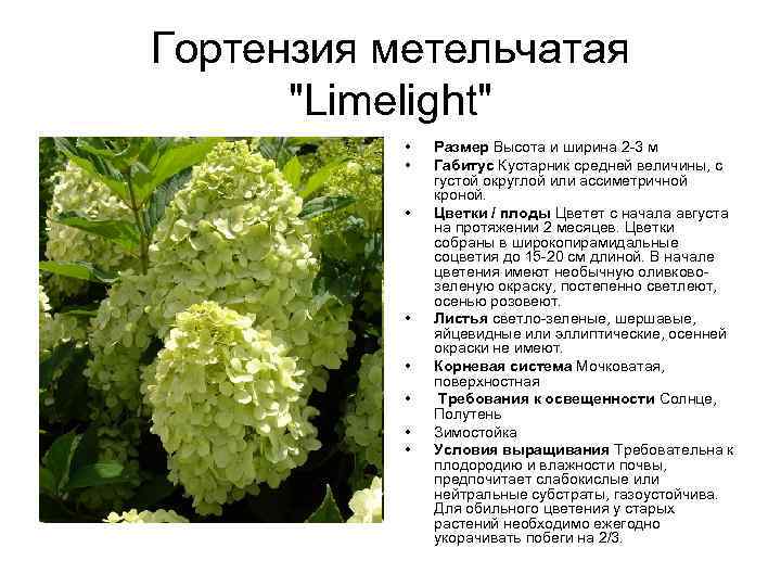 Гортензия метельчатая "Limelight" • • Размер Высота и ширина 2 -3 м Габитус Кустарник