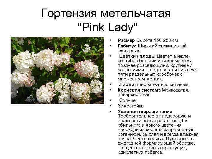 Гортензия метельчатая "Pink Lady" • • Размер Высота 150 -250 см Габитус Широкий раскидистый