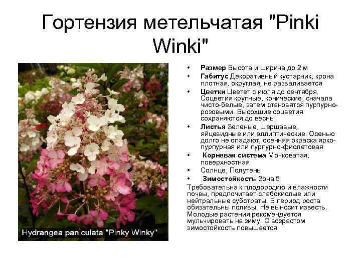 Гортензия метельчатая "Pinki Winki" • • Размер Высота и ширина до 2 м Габитус
