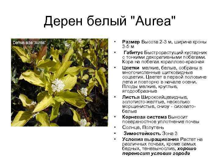 Дерен белый "Aurea" • • Размер Высота 2 -3 м, ширина кроны 3 -5