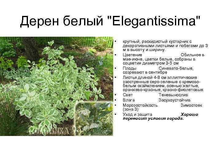 Дерен белый "Elegantissima" • • крупный, раскидистый кустарник с декоративными листьями и побегами до