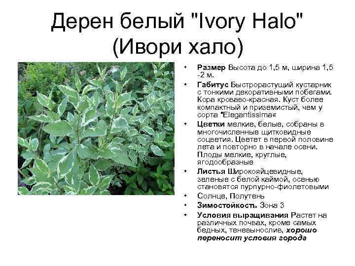 Дерен белый "Ivory Halo" (Ивори хало) • • Размер Высота до 1, 5 м,