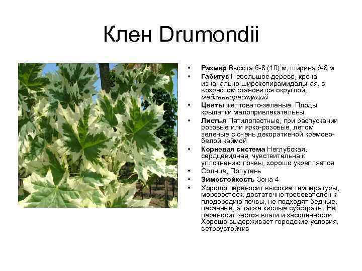 Клен Drumondii • • Размер Высота 6 -8 (10) м, ширина 6 -8 м