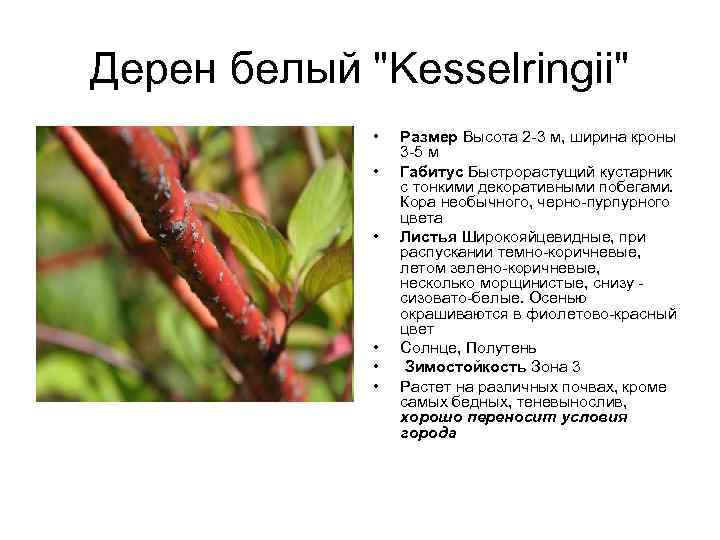 Дерен белый "Kesselringii" • • • Размер Высота 2 -3 м, ширина кроны 3