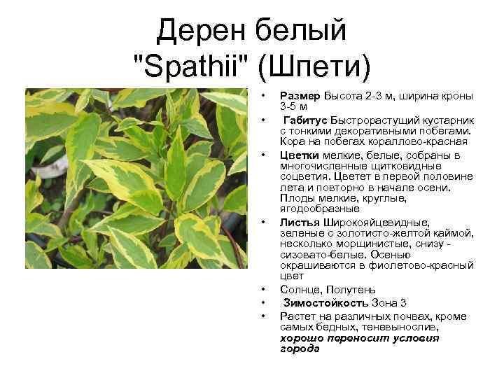 Дерен белый "Spathii" (Шпети) • • Размер Высота 2 -3 м, ширина кроны 3