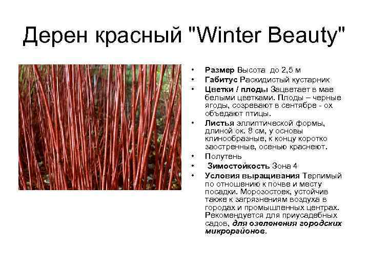 Дерен красный "Winter Beauty" • • Размер Высота до 2, 5 м Габитус Раскидистый