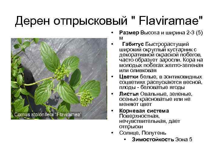 Дерен отпрысковый " Flaviramae" • • • Размер Высота и ширина 2 -3 (5)