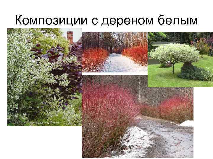 Композиции с дереном белым 