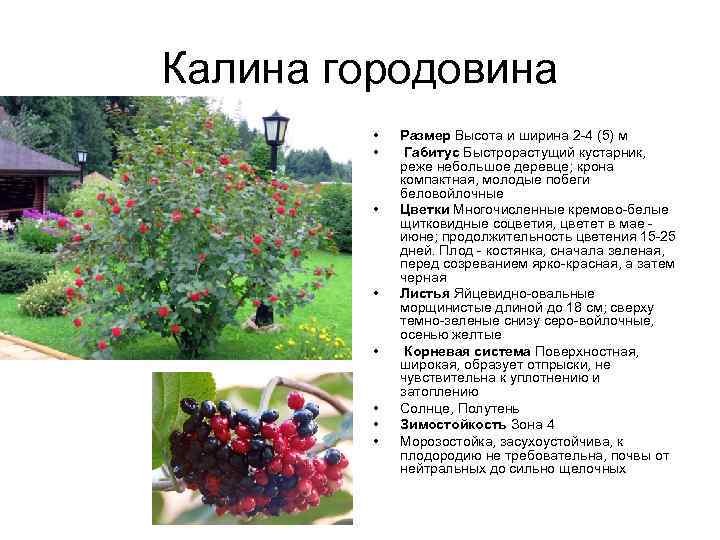 Калина горoдовина • • Размер Высота и ширина 2 -4 (5) м Габитус Быстрорастущий