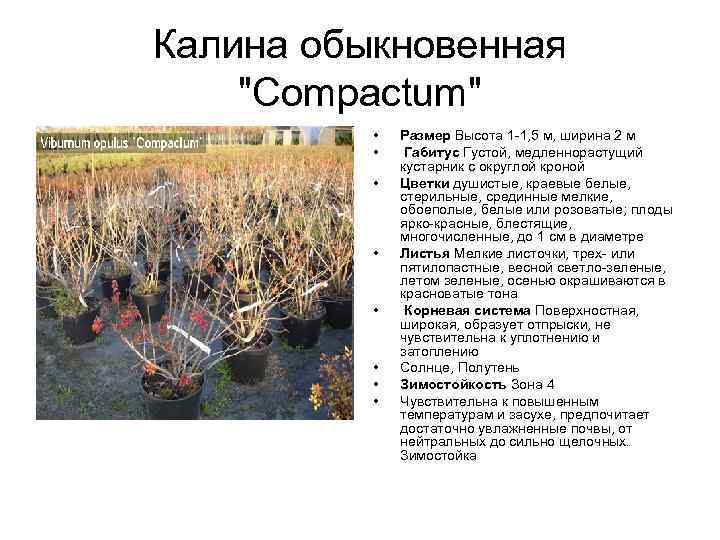 Калина обыкновенная "Compactum" • • Размер Высота 1 -1, 5 м, ширина 2 м