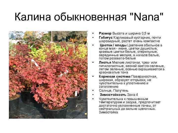 Калина обыкновенная "Nana" • • Размер Высота и ширина 0, 5 м Габитус Карликовый