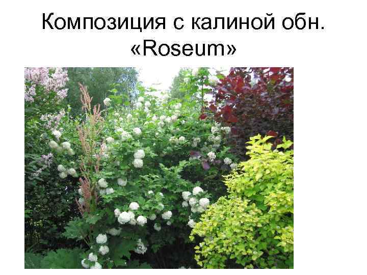Композиция с калиной обн. «Roseum» 
