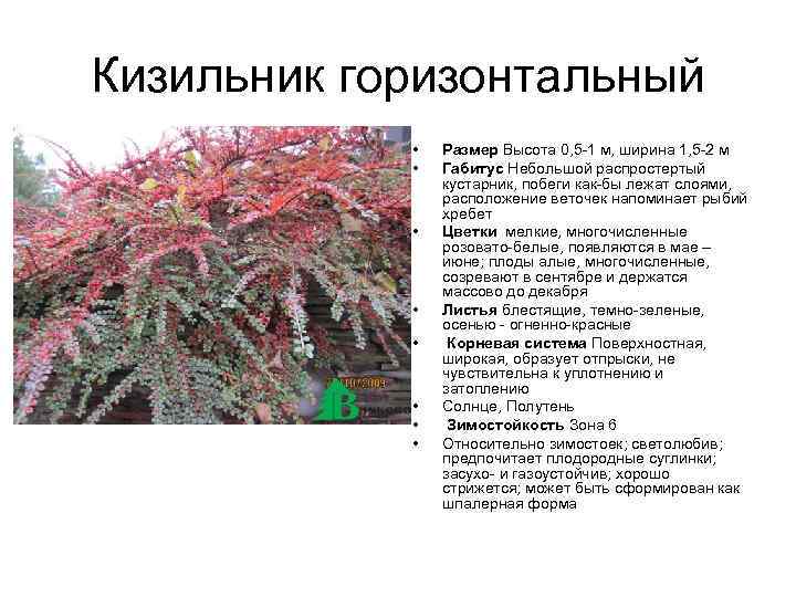 Кизильник горизонтальный • • Размер Высота 0, 5 -1 м, ширина 1, 5 -2