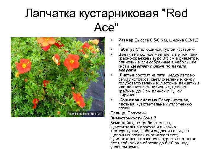 Лапчатка кустарниковая "Red Ace" • Размер Высота 0, 5 -0, 6 м, ширина 0,