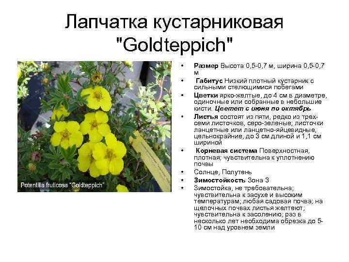 Лапчатка кустарниковая "Goldteppich" • • Размер Высота 0, 5 -0, 7 м, ширина 0,