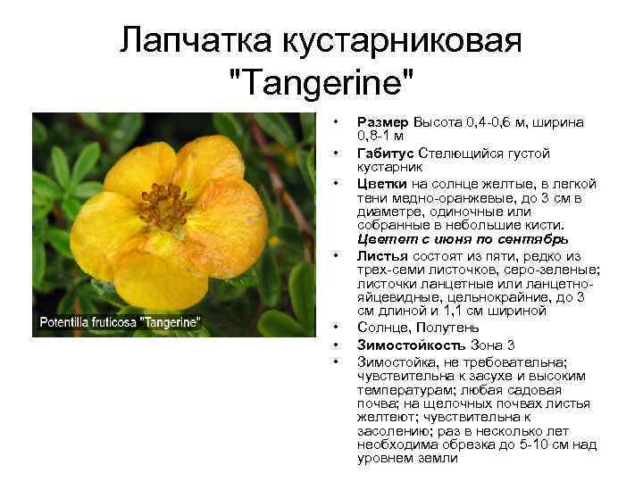 Лапчатка кустарниковая "Tangerine" • • Размер Высота 0, 4 -0, 6 м, ширина 0,