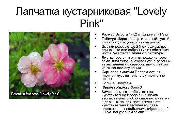Лапчатка кустарниковая "Lovely Pink" • • Размер Высота 1 -1, 2 м, ширина 1