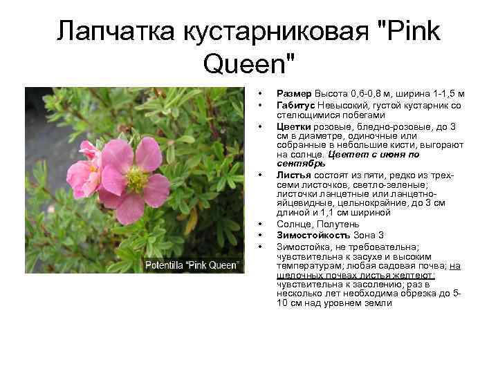 Лапчатка кустарниковая "Pink Queen" • • Размер Высота 0, 6 -0, 8 м, ширина