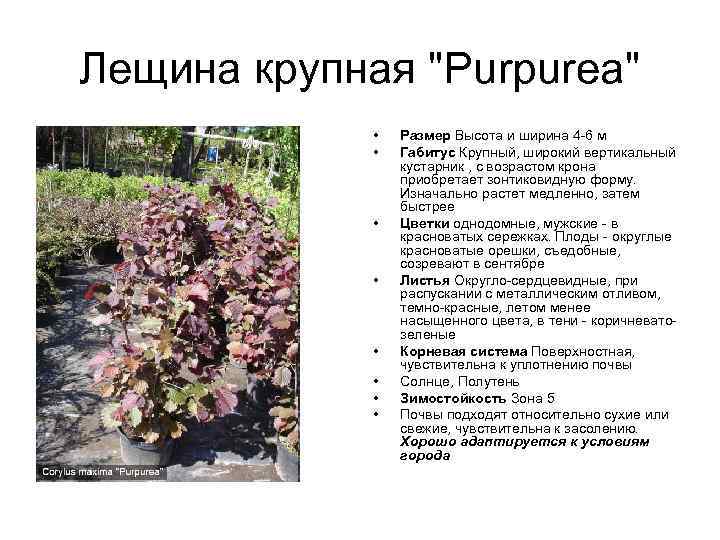 Лещина крупная "Purpurea" • • Размер Высота и ширина 4 -6 м Габитус Крупный,