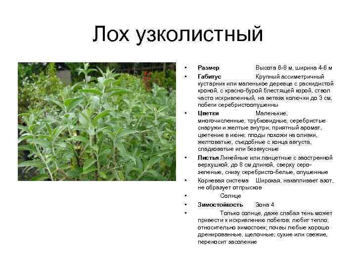 Лох узколистный • • Размер Высота 6 -8 м, ширина 4 -6 м Габитус