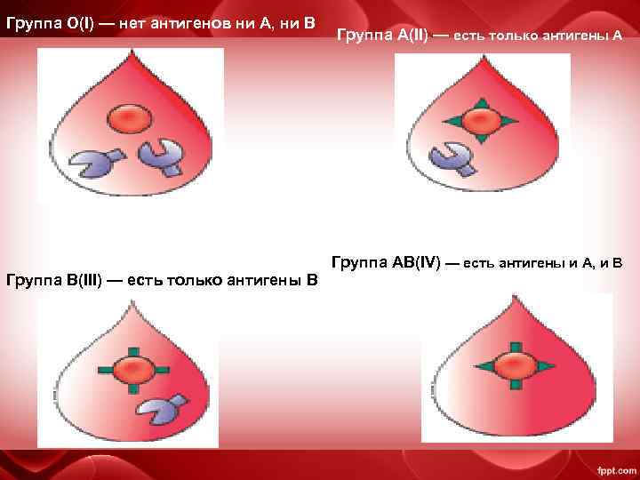 Группа О(I) — нет антигенов ни А, ни В Группа А(II) — есть только